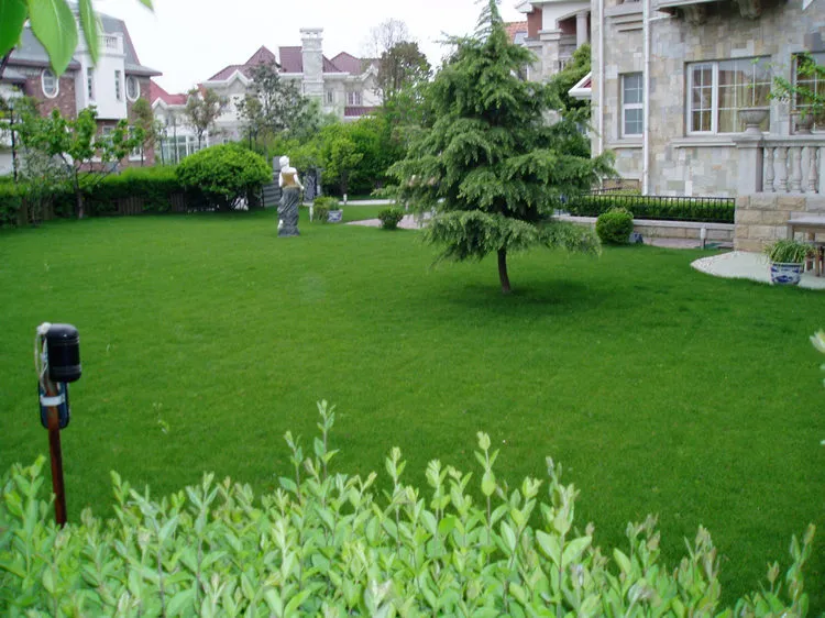 Four-Season Green Grass Seeds Mix - Bluegrass, Bermudagrass, Rye, Tall Fescue - Lawn, Garden, Slope Protection - Fast Growing, Durable showcase 2