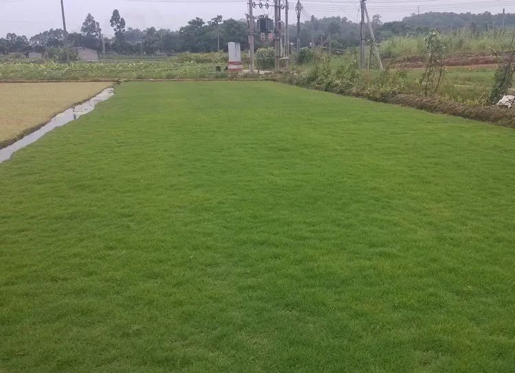 Four-Season Green Grass Seeds Mix - Bluegrass, Bermudagrass, Rye, Tall Fescue - Lawn, Garden, Slope Protection - Fast Growing, Durable showcase 4