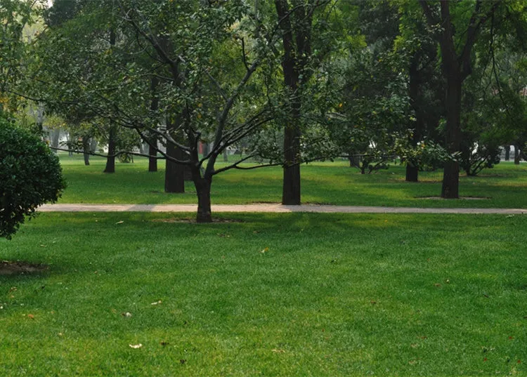 Four-Season Green Grass Seeds Mix - Bluegrass, Bermudagrass, Rye, Tall Fescue - Lawn, Garden, Slope Protection - Fast Growing, Durable showcase 9