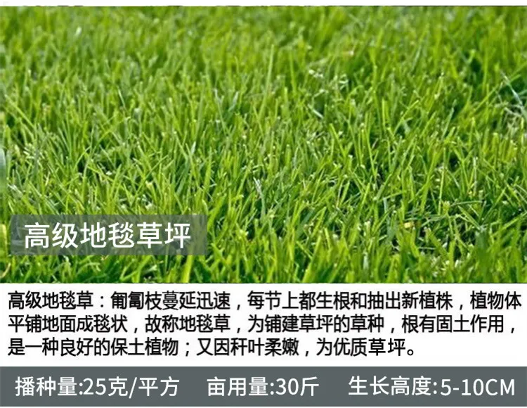 Four-Season Green Grass Seeds Mix - Bluegrass, Bermudagrass, Rye, Tall Fescue - Lawn, Garden, Slope Protection - Fast Growing, Durable showcase 15