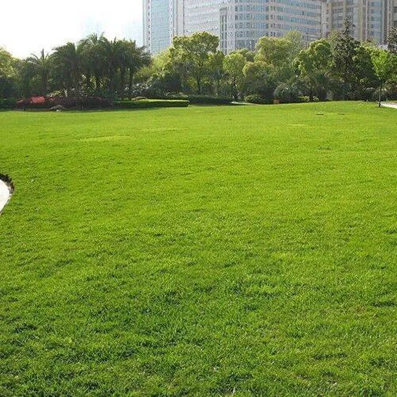 Four-Season Green Grass Seeds Mix - Bluegrass, Bermudagrass, Rye, Tall Fescue - Lawn, Garden, Slope Protection - Fast Growing, Durable thumbnail 5