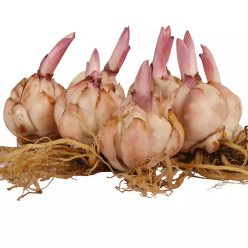 Fragrant Imported Oriental Lily Bulbs for Planting - Easy to Grow, Four Season Blooming, Fresh Cut Flower Variety, Large Size thumbnail 5