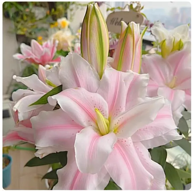 Fragrant Imported Oriental Lily Bulbs for Planting - Easy to Grow, Four Season Blooming, Fresh Cut Flower Variety, Large Size