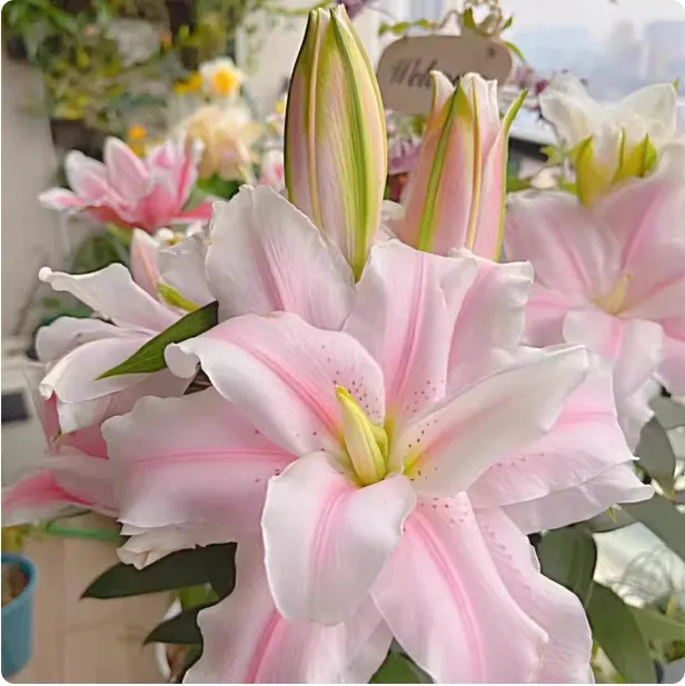 Fragrant Imported Oriental Lily Bulbs for Planting - Easy to Grow, Four Season Blooming, Fresh Cut Flower Variety, Large Size thumbnail 7