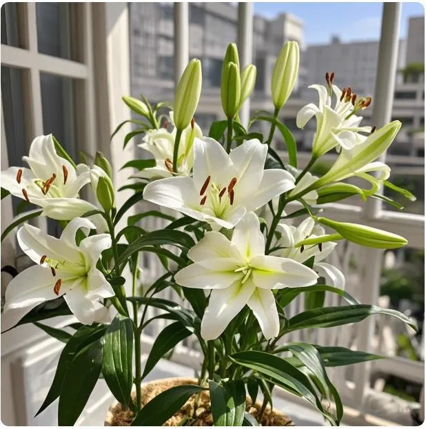 Fragrant Imported Oriental Lily Bulbs for Planting - Easy to Grow, Four Season Blooming, Fresh Cut Flower Variety, Large Size thumbnail 3