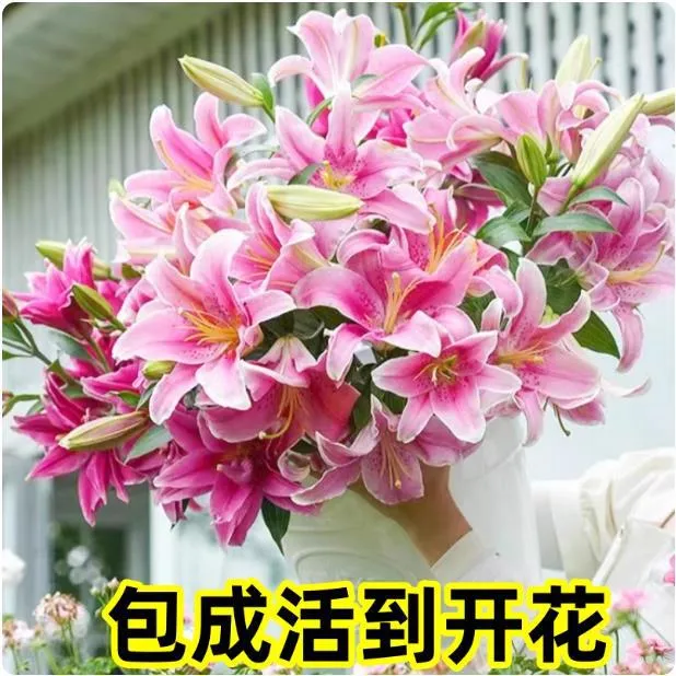 Pink Sorbonne (5 Bulbs + Fertilizer)