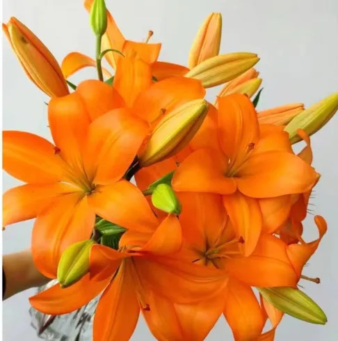 Kaihua 1 Bulb + Fertilizer