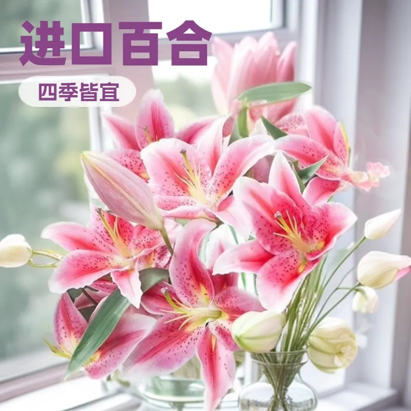 Fragrant Imported Oriental Lily Bulbs for Planting - Easy to Grow, Four Season Blooming, Fresh Cut Flower Variety, Large Size showcase 9