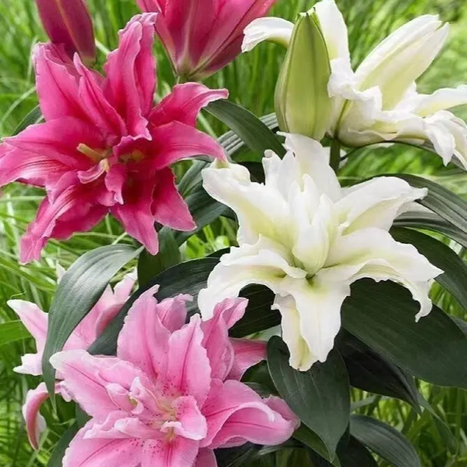 Mixed Color (5 Bulbs + Fertilizer)
