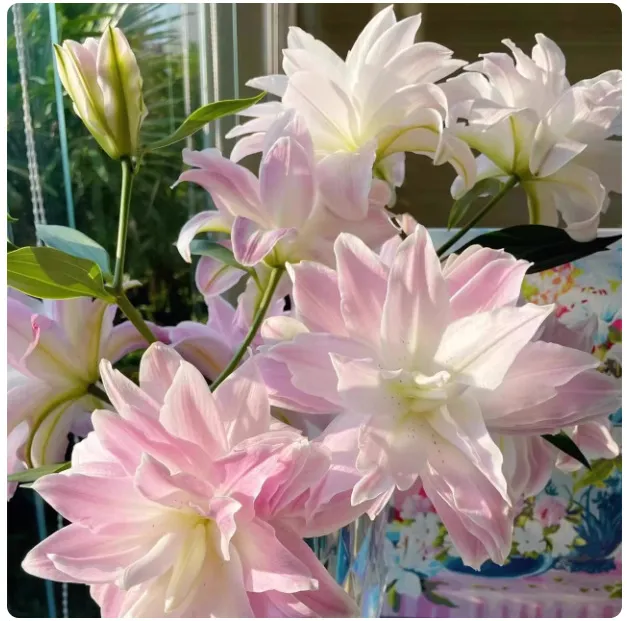 Fragrant Imported Oriental Lily Bulbs for Planting - Easy to Grow, Four Season Blooming, Fresh Cut Flower Variety, Large Size thumbnail 8