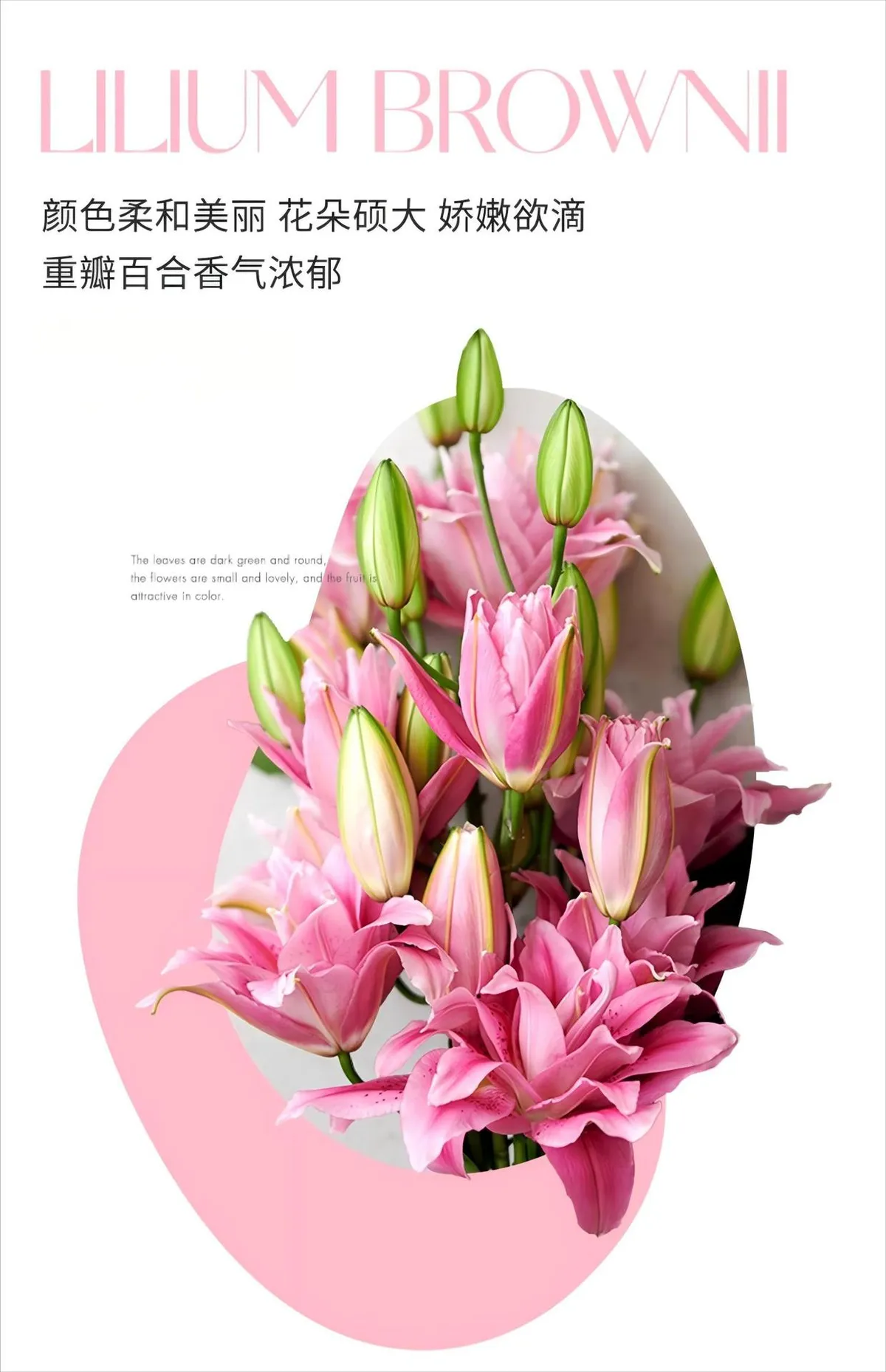 Fragrant Imported Oriental Lily Bulbs for Planting - Easy to Grow, Four Season Blooming, Fresh Cut Flower Variety, Large Size showcase 12