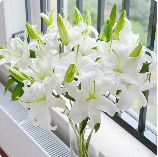 Fragrant Imported Oriental Lily Bulbs for Planting - Easy to Grow, Four Season Blooming, Fresh Cut Flower Variety, Large Size thumbnail 9
