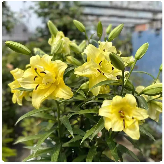 Yellow Bai (5 Bulbs + Fertilizer)