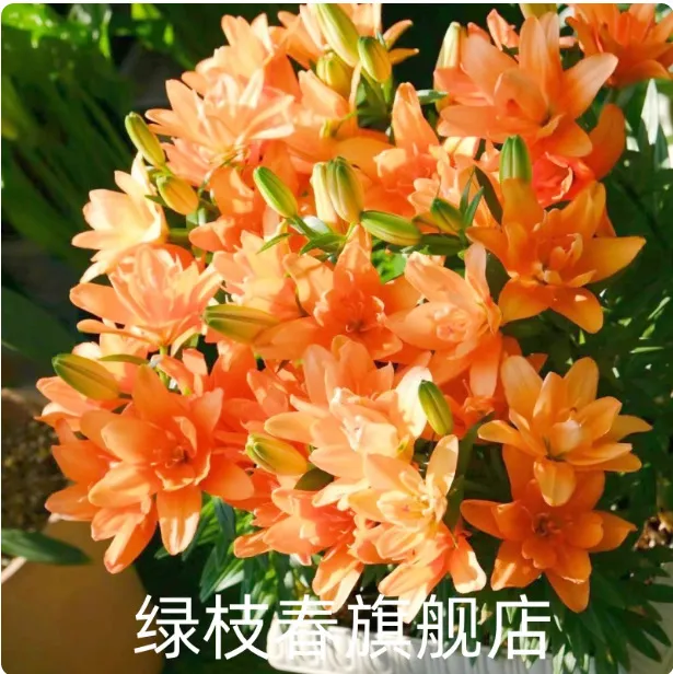 Orange (5 Bulbs + Fertilizer)
