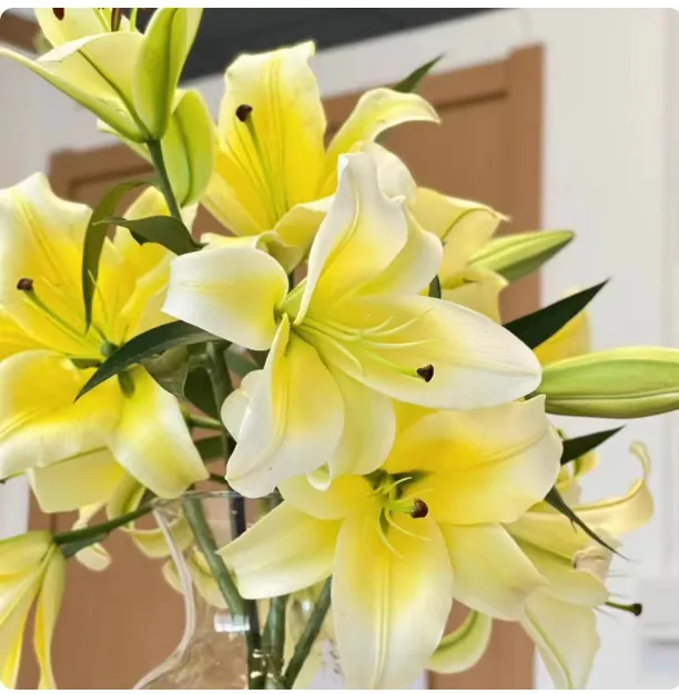 Fragrant Imported Oriental Lily Bulbs for Planting - Easy to Grow, Four Season Blooming, Fresh Cut Flower Variety, Large Size thumbnail 10