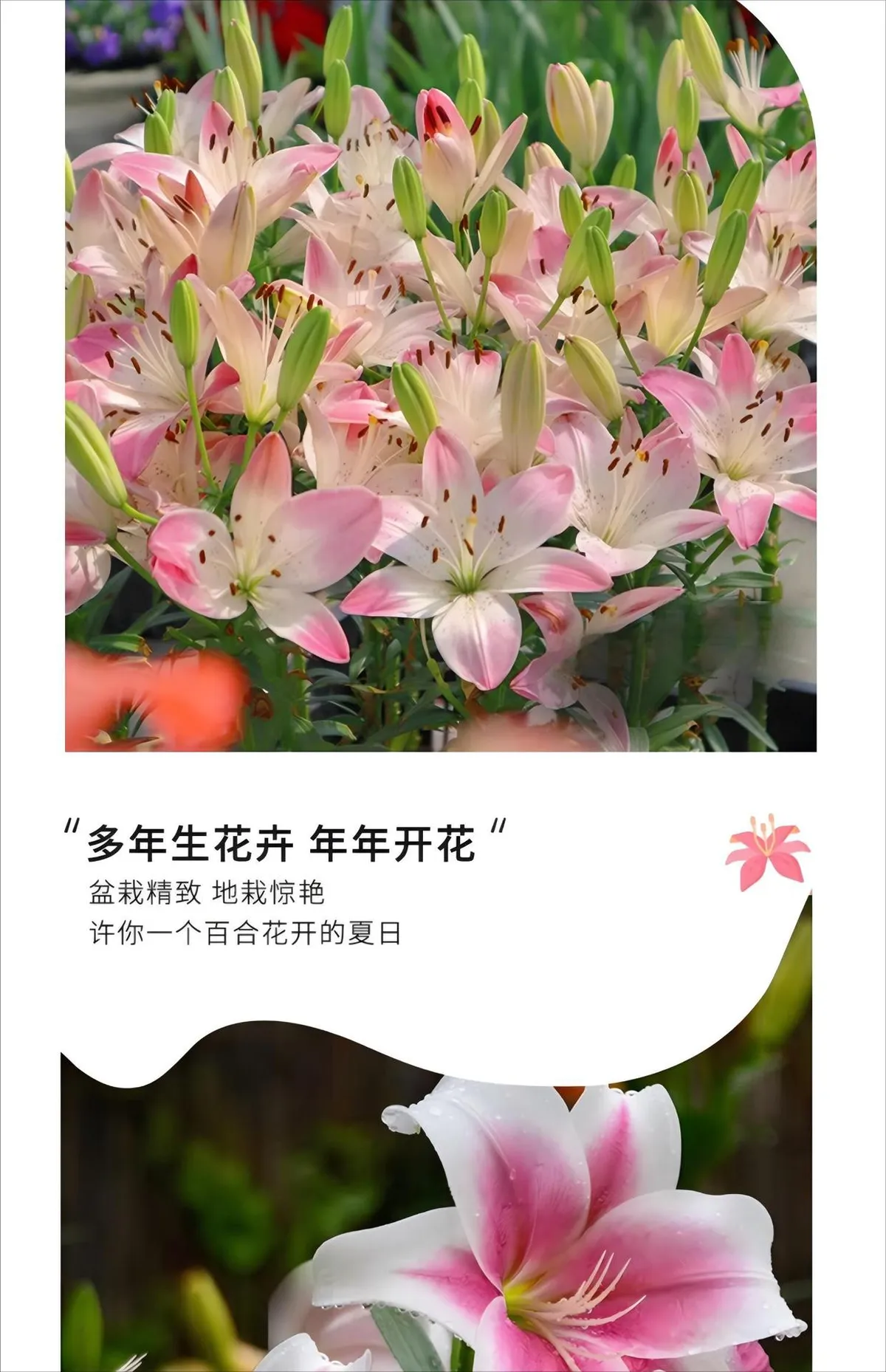Fragrant Imported Oriental Lily Bulbs for Planting - Easy to Grow, Four Season Blooming, Fresh Cut Flower Variety, Large Size showcase 15