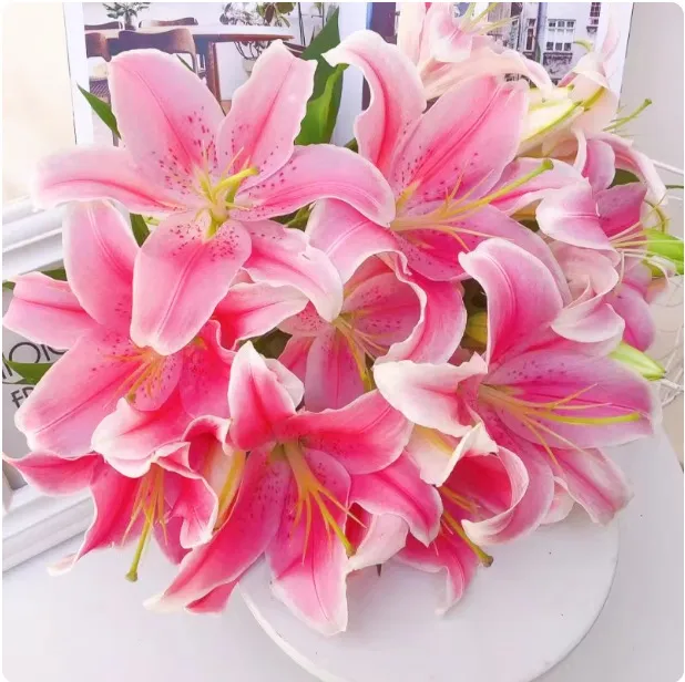 Fragrant Imported Oriental Lily Bulbs for Planting - Easy to Grow, Four Season Blooming, Fresh Cut Flower Variety, Large Size thumbnail 6
