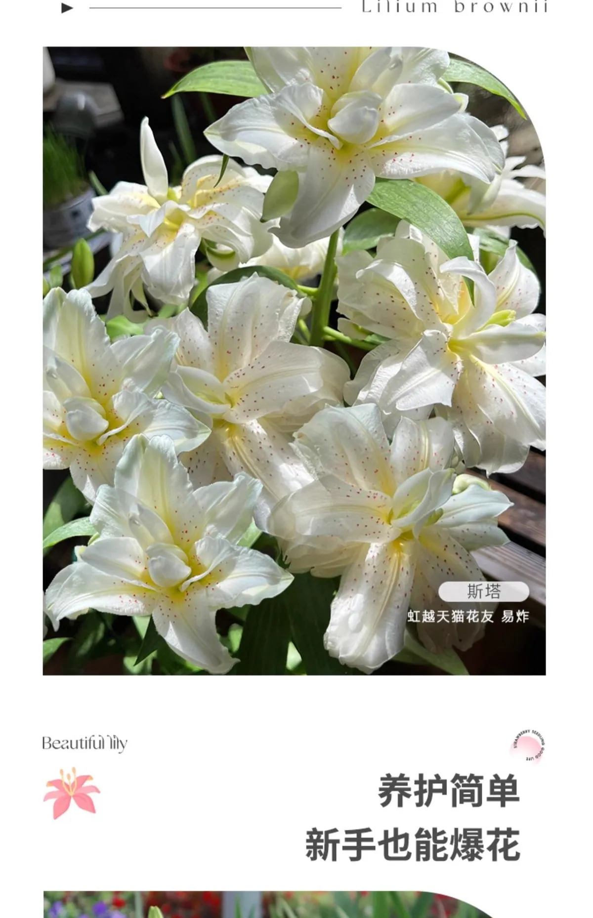 Fragrant Imported Oriental Lily Bulbs for Planting - Easy to Grow, Four Season Blooming, Fresh Cut Flower Variety, Large Size showcase 14