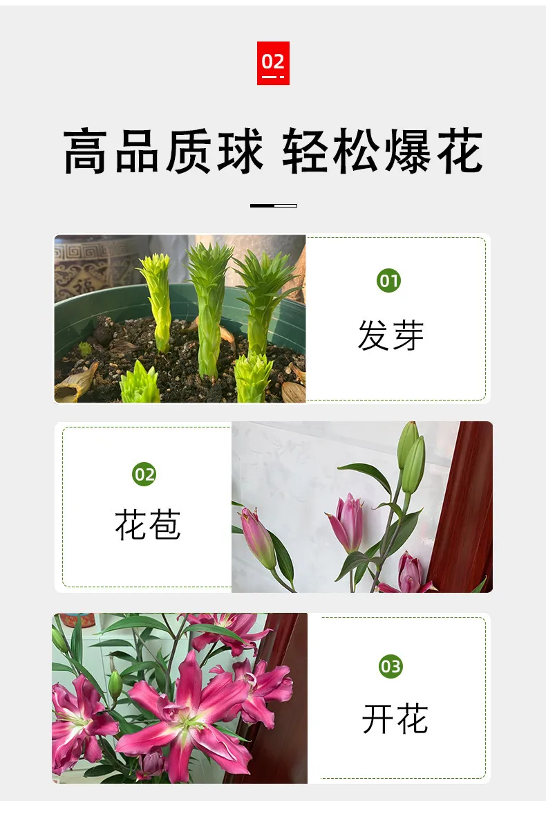 Fragrant Imported Oriental Lily Bulbs for Planting - Easy to Grow, Four Season Blooming, Fresh Cut Flower Variety, Large Size showcase 19