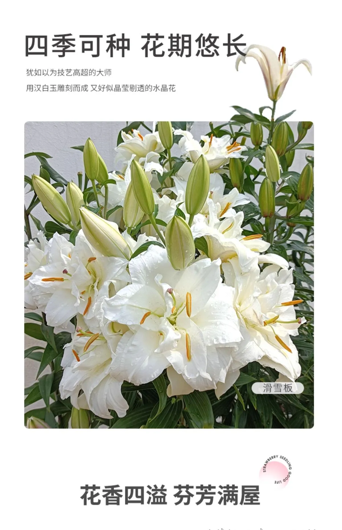 Fragrant Imported Oriental Lily Bulbs for Planting - Easy to Grow, Four Season Blooming, Fresh Cut Flower Variety, Large Size showcase 13