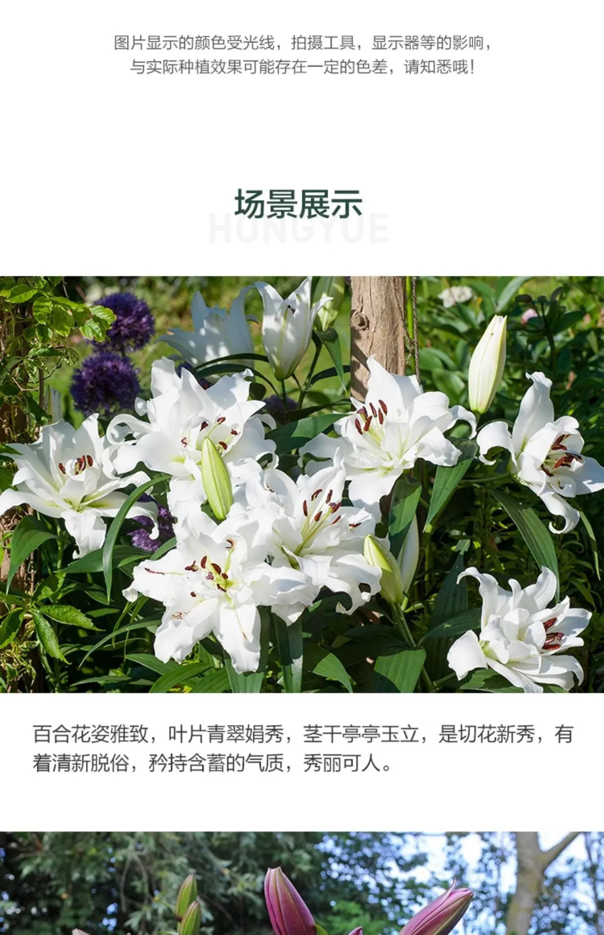 Fragrant Imported Oriental Lily Bulbs for Planting - Easy to Grow, Four Season Blooming, Fresh Cut Flower Variety, Large Size showcase 5