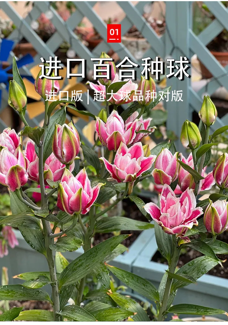 Fragrant Imported Oriental Lily Bulbs for Planting - Easy to Grow, Four Season Blooming, Fresh Cut Flower Variety, Large Size showcase 18