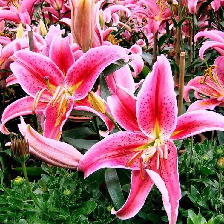 Fragrant Imported Oriental Lily Bulbs for Planting - Easy to Grow, Four Season Blooming, Fresh Cut Flower Variety, Large Size thumbnail 4