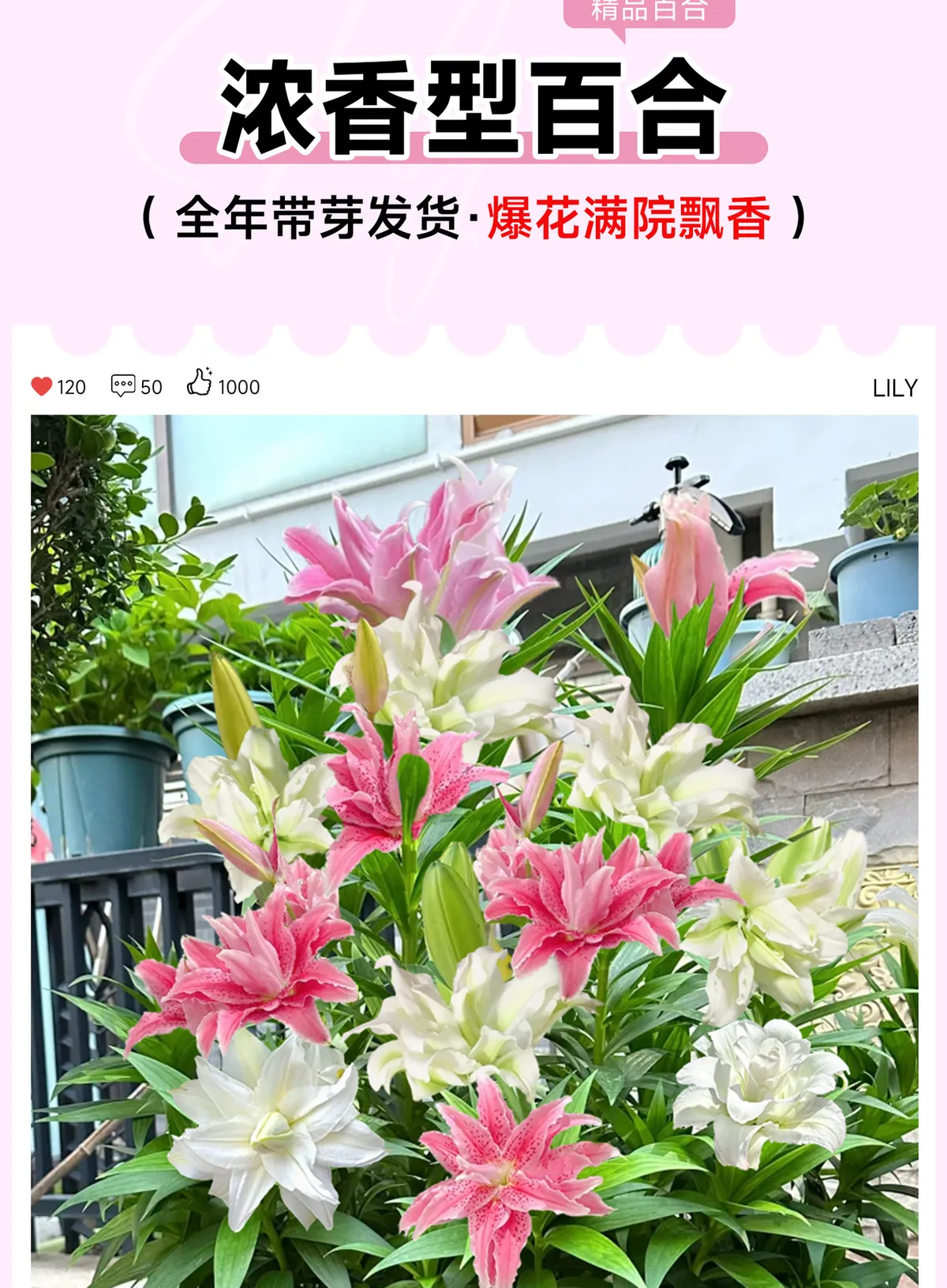 Fragrant Imported Oriental Lily Bulbs for Planting - Easy to Grow, Four Season Blooming, Fresh Cut Flower Variety, Large Size showcase 1