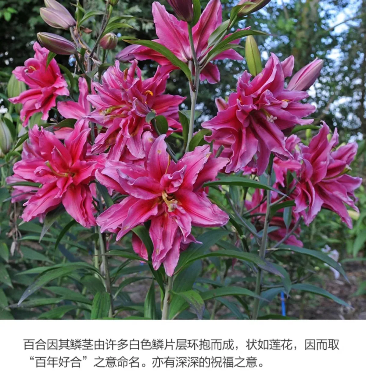 Fragrant Imported Oriental Lily Bulbs for Planting - Easy to Grow, Four Season Blooming, Fresh Cut Flower Variety, Large Size showcase 6