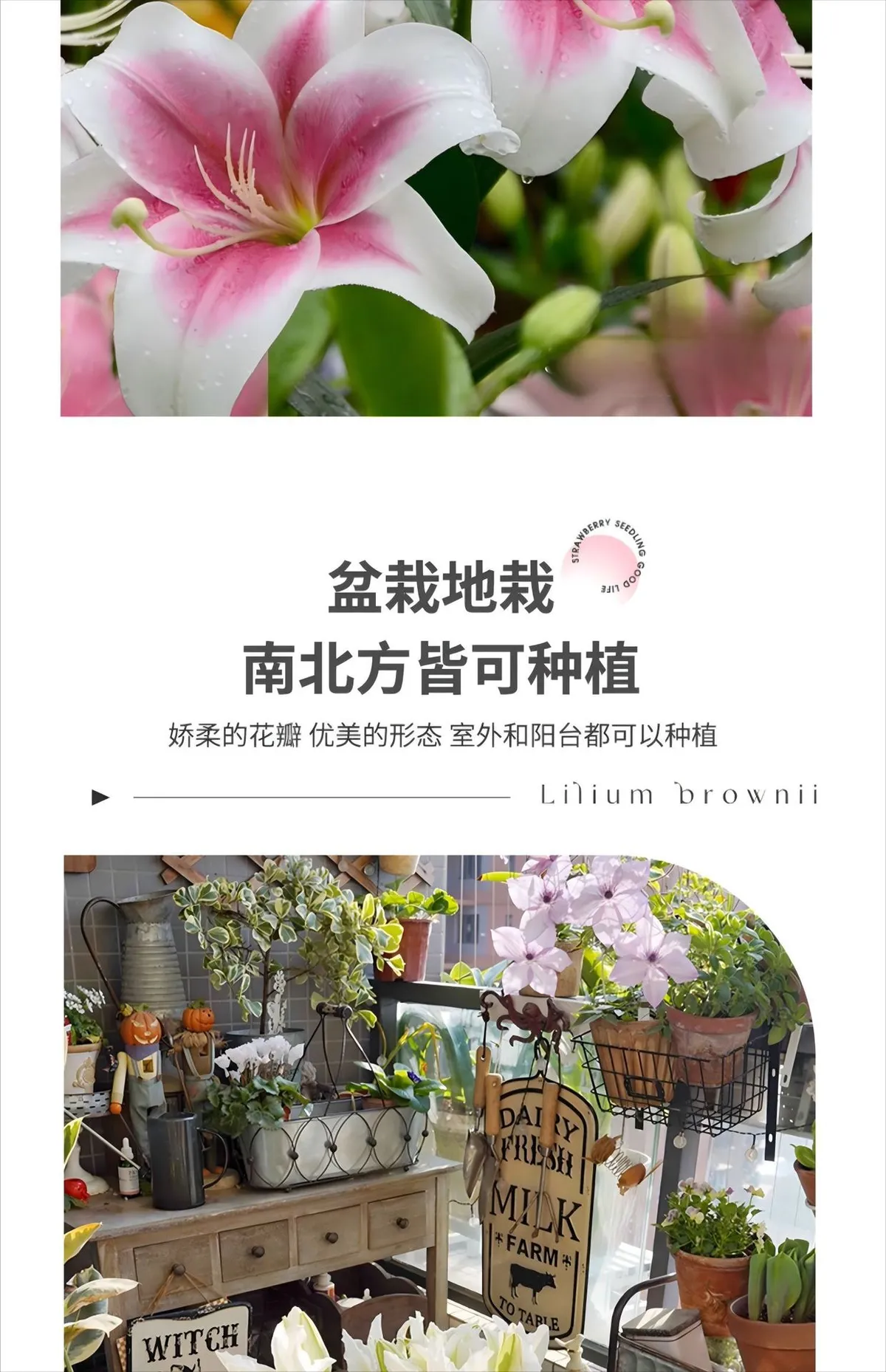 Fragrant Imported Oriental Lily Bulbs for Planting - Easy to Grow, Four Season Blooming, Fresh Cut Flower Variety, Large Size showcase 17