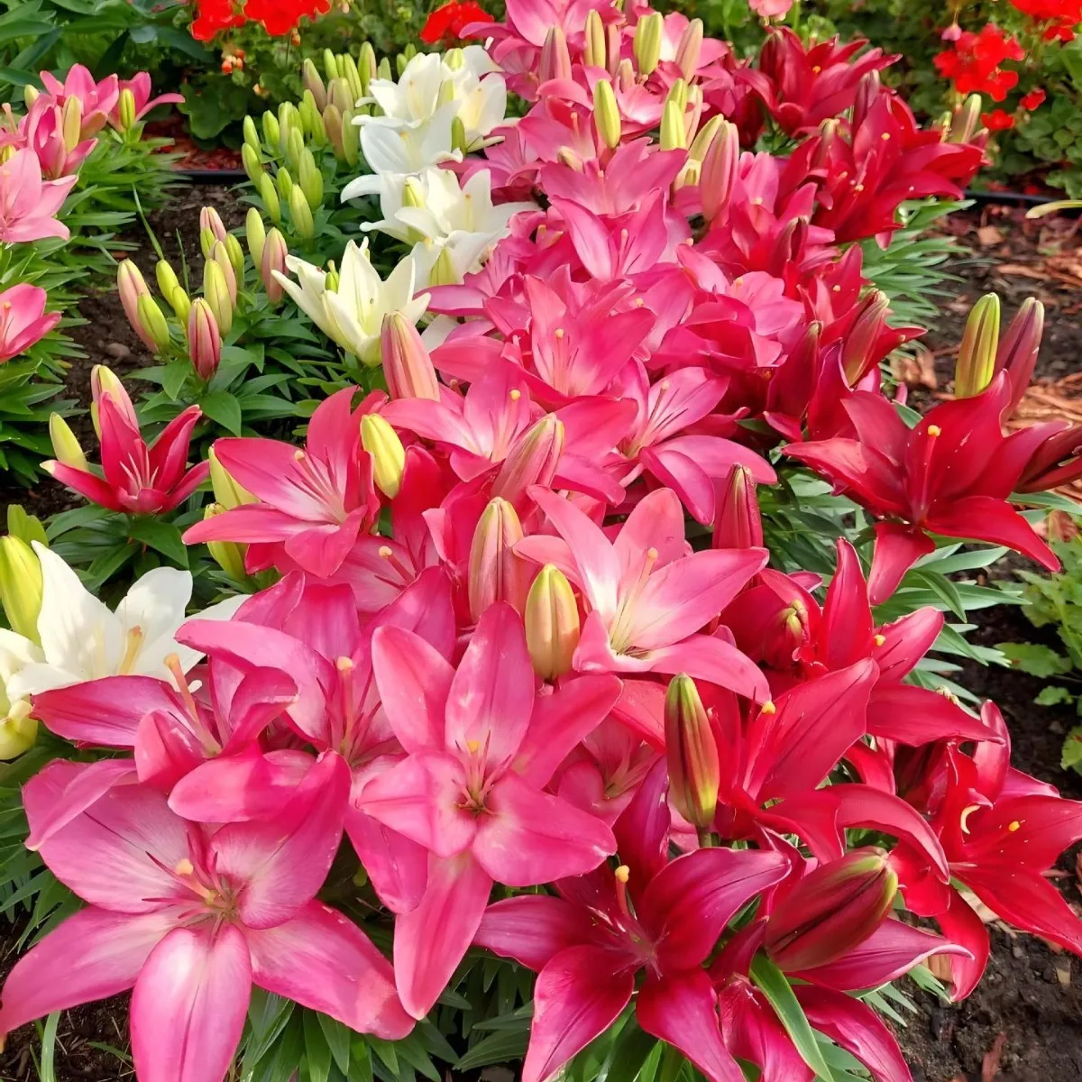 Fragrant Imported Oriental Lily Bulbs for Planting - Easy to Grow, Four Season Blooming, Fresh Cut Flower Variety, Large Size thumbnail 2