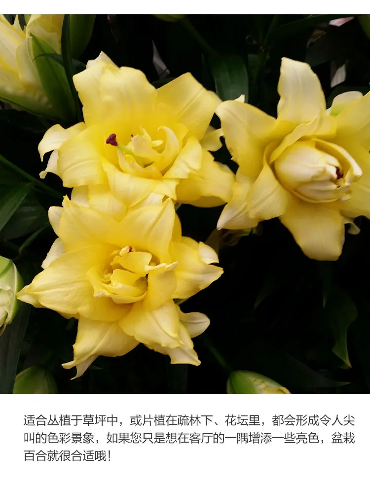 Fragrant Imported Oriental Lily Bulbs for Planting - Easy to Grow, Four Season Blooming, Fresh Cut Flower Variety, Large Size showcase 7