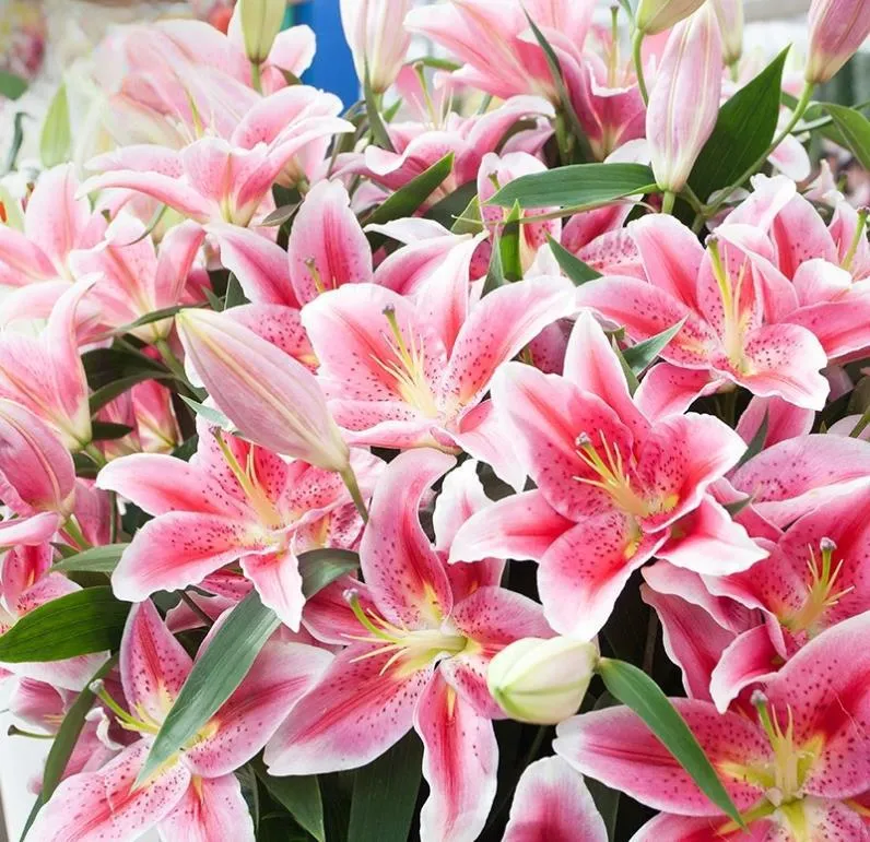 Fragrant Imported Oriental Lily Bulbs for Planting - Easy to Grow, Four Season Blooming, Fresh Cut Flower Variety, Large Size showcase 8