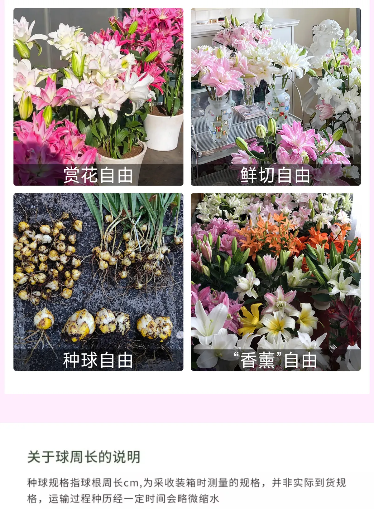 Fragrant Imported Oriental Lily Bulbs for Planting - Easy to Grow, Four Season Blooming, Fresh Cut Flower Variety, Large Size showcase 4