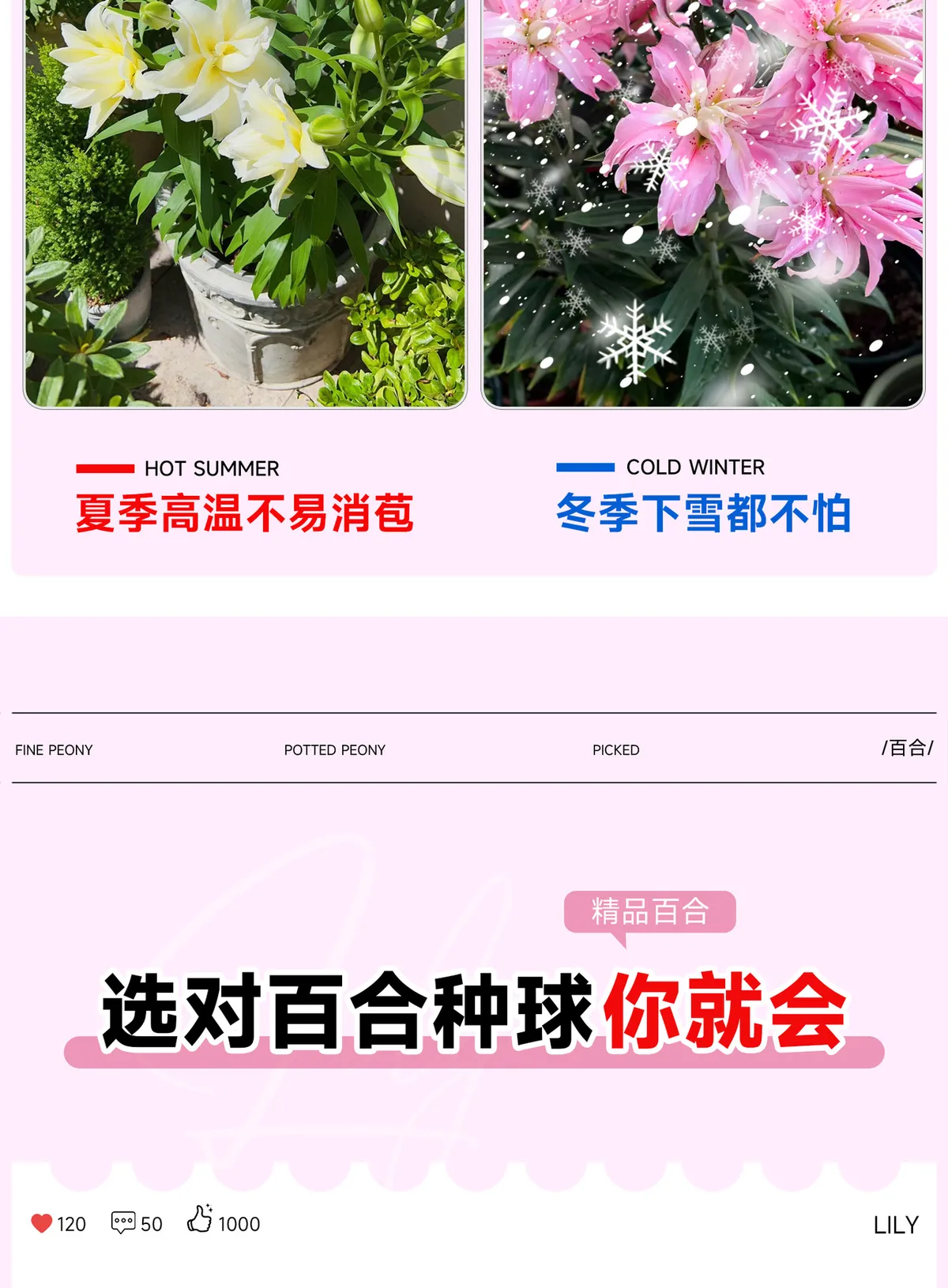 Fragrant Imported Oriental Lily Bulbs for Planting - Easy to Grow, Four Season Blooming, Fresh Cut Flower Variety, Large Size showcase 3