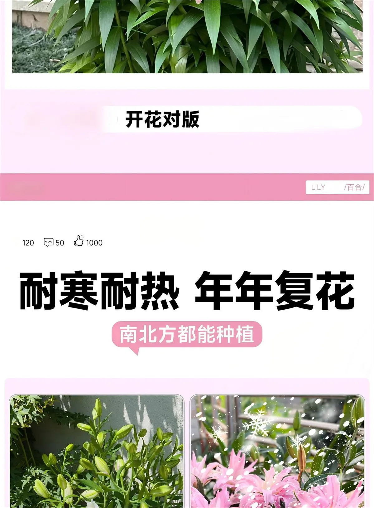 Fragrant Imported Oriental Lily Bulbs for Planting - Easy to Grow, Four Season Blooming, Fresh Cut Flower Variety, Large Size showcase 2