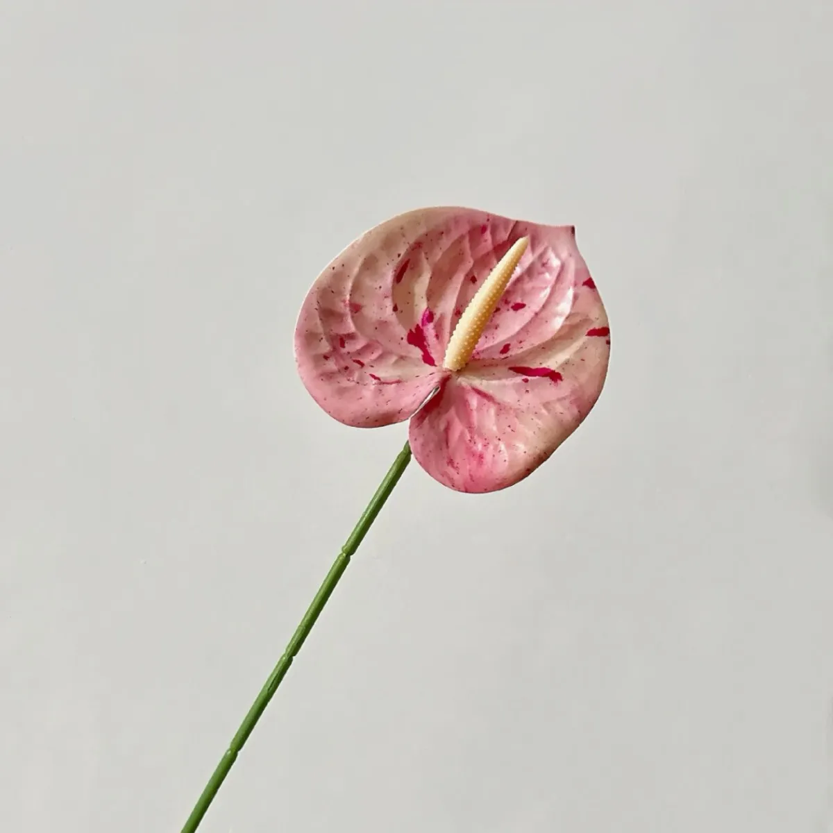Spotted Pink