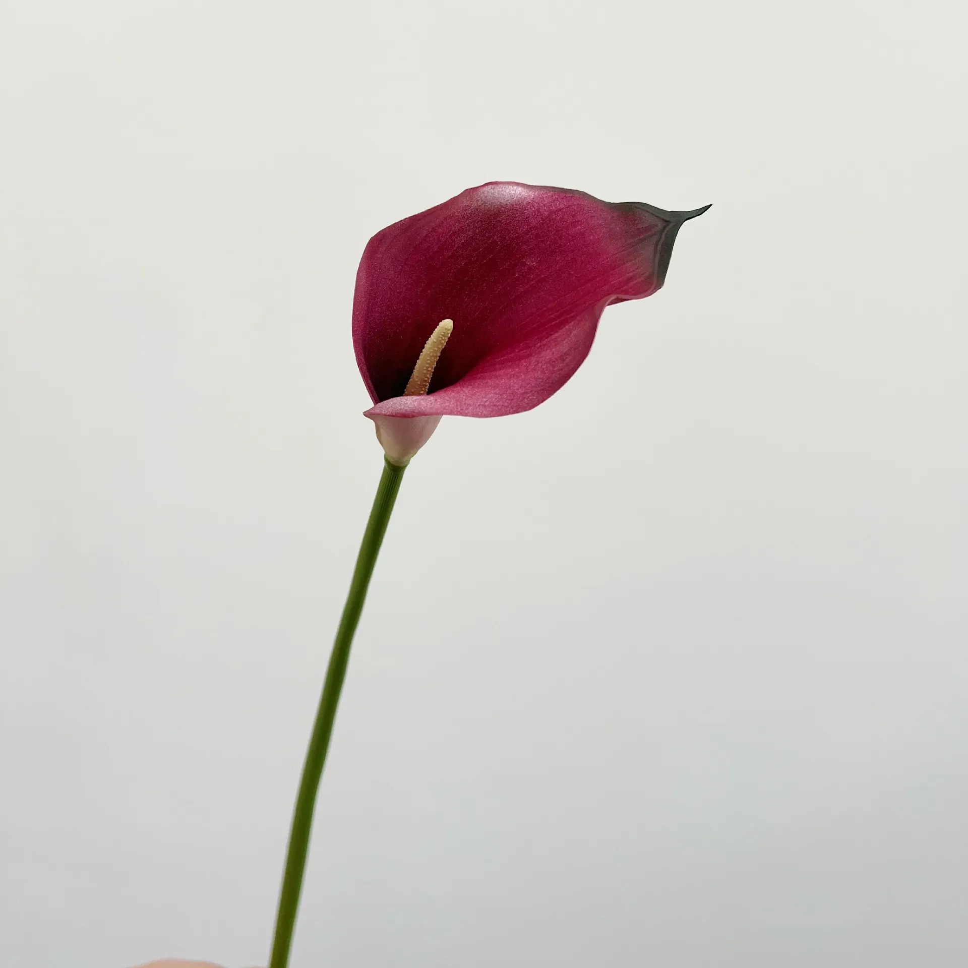 Trumpet - Rose Red