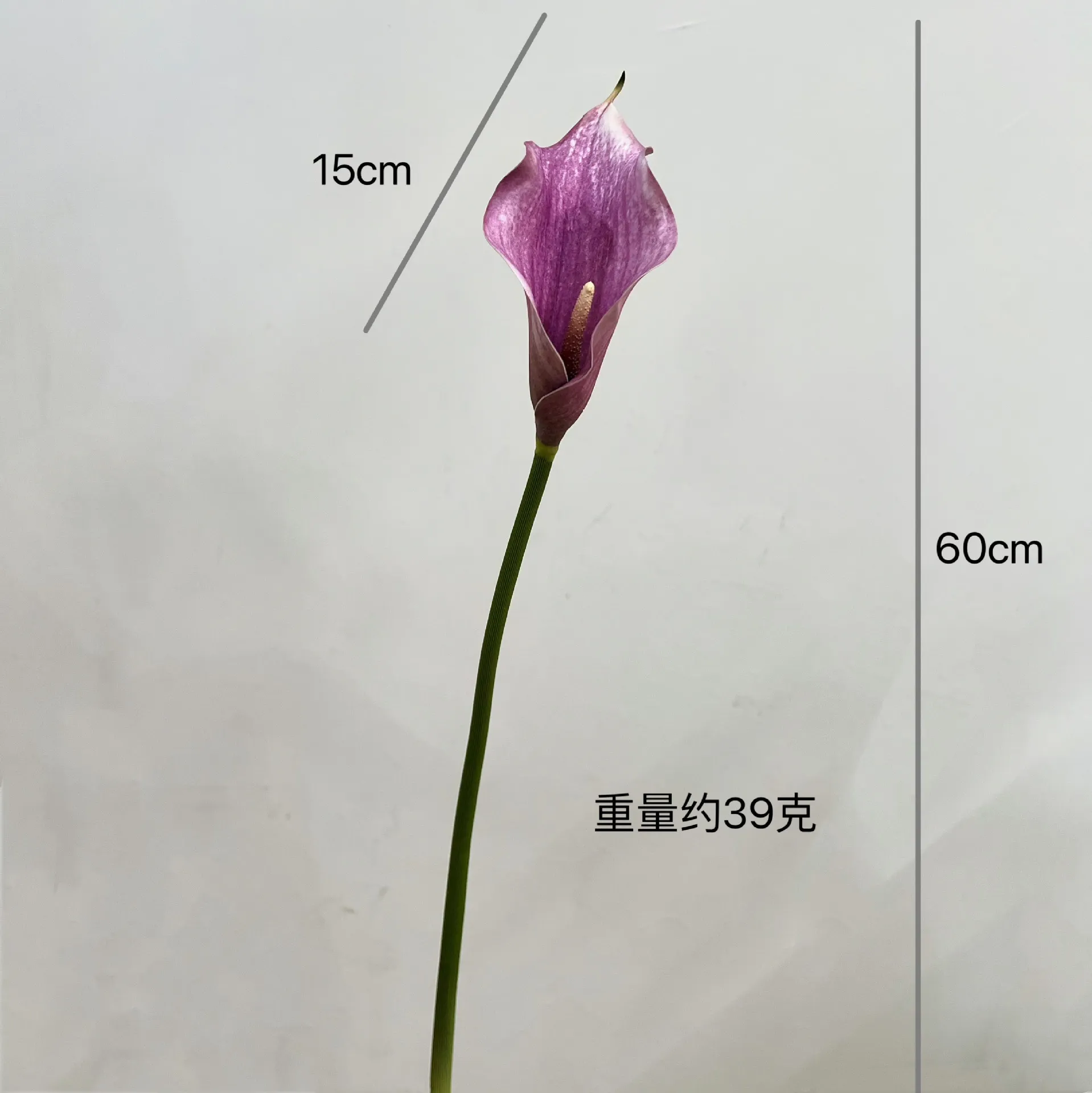 Large - Milk Taro Purple