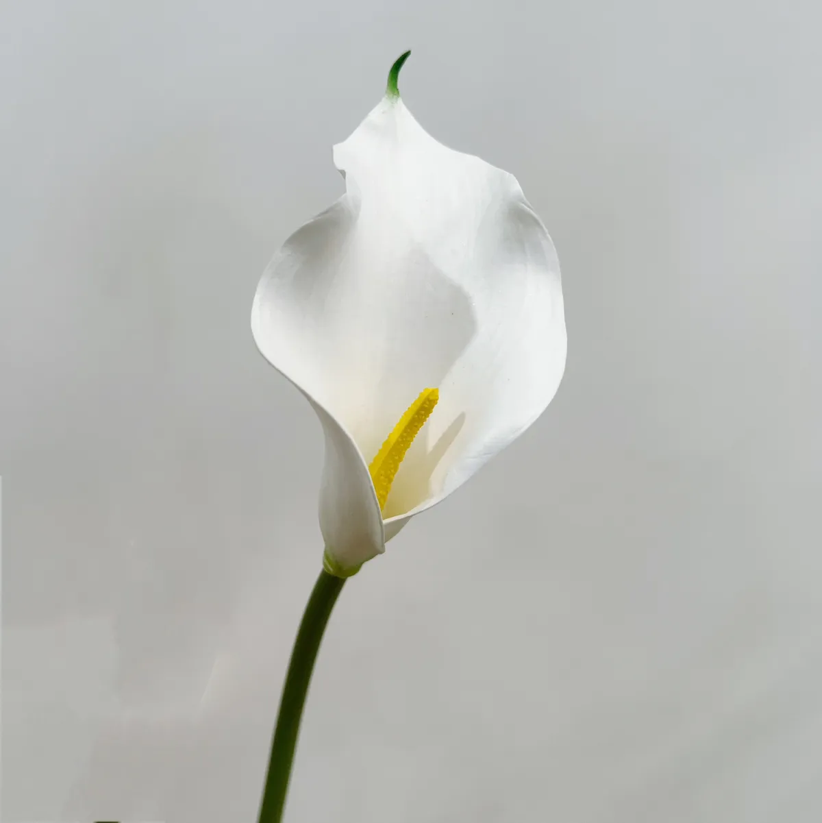 Artificial Calla Lily Flowers for Wedding Home Decoration - Single Stem Real Touch Faux Floral Arrangement Accessories Photography Props showcase 5