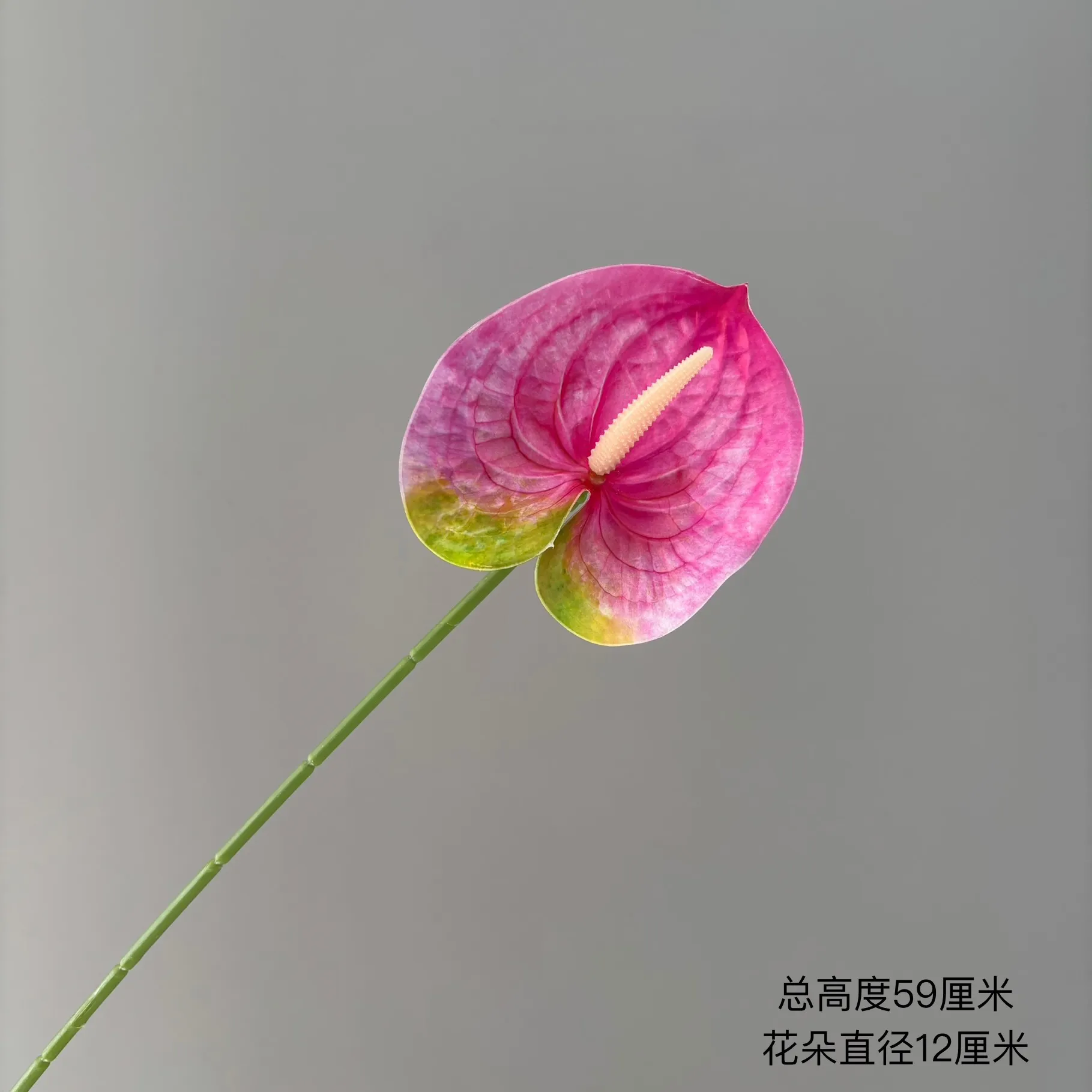 Light Rose Red
