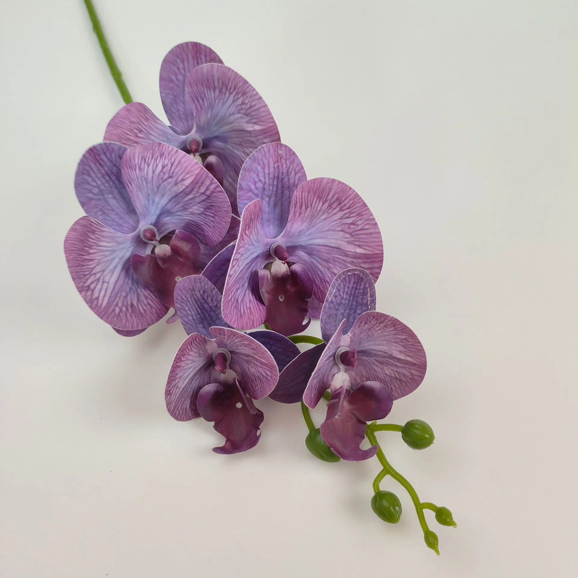 Plum Purple