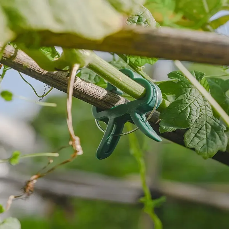 20Pcs Reusable Plant Support Clips for Garden & Greenhouse - Secure Vine, Flower, Seedling Stems & Branches - Durable Green Plastic with Galvanized Wire thumbnail 6