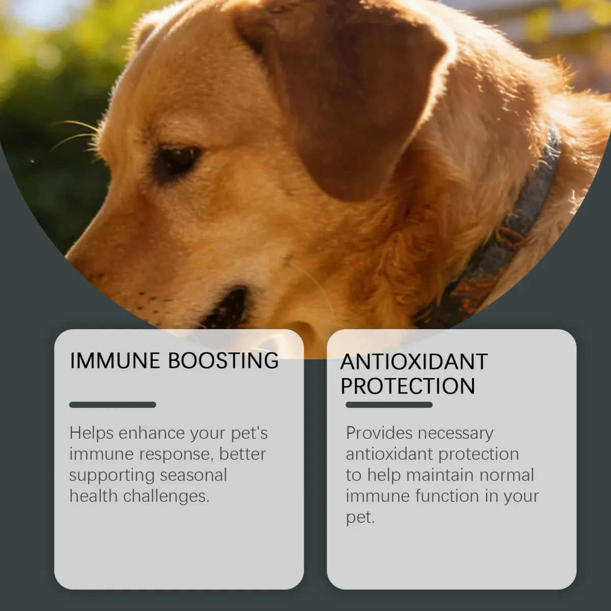 Dog Multivitamin Chewable Tablets - Gentle Formula for All Sizes, Supports Skin, Coat, Immune Health & Digestion - Tasty Daily Nutritional Supplement showcase 4
