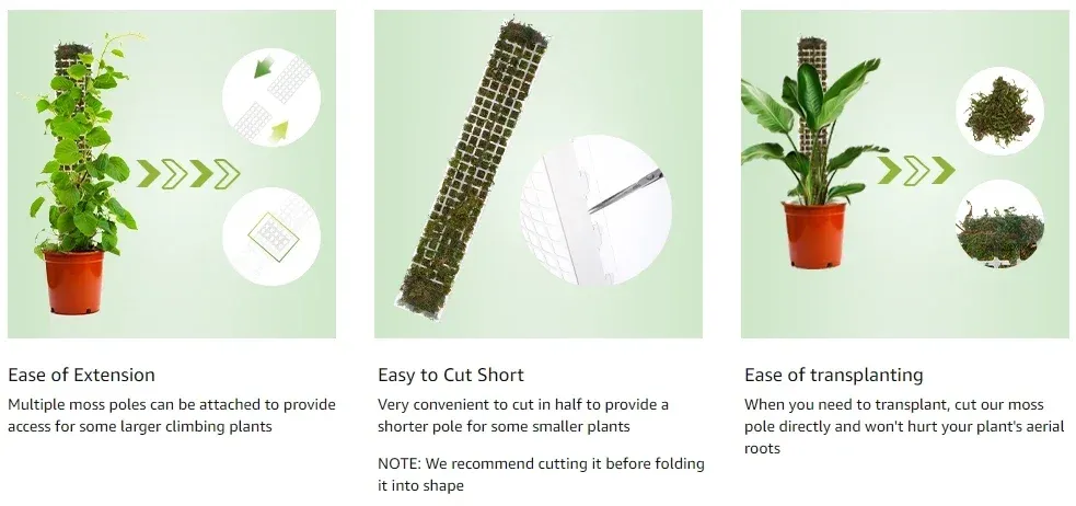 Indoor Climbing Plant Support Moss Pole - Transparent PVC D-Shape Guardian Tutor Stick for Vertical Growth, Root Observation, and Garden Support Accessories showcase 25