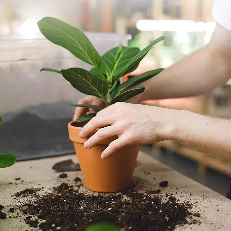 Slow-Release Plant Fertilizer Sticks for Indoor Potted Flowers & Garden Plants - Nutrient Rich Formula with NPK & Organic Carbon, Long-Lasting Soil Enhancer showcase 9