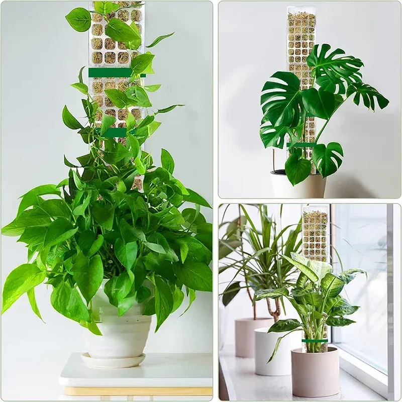 Indoor Climbing Plant Moss Pole Support - Transparent PVC Garden Guardian Tutor Stick for Vertical Growth, Root Observation, and Peat Moss Enhancement showcase 14