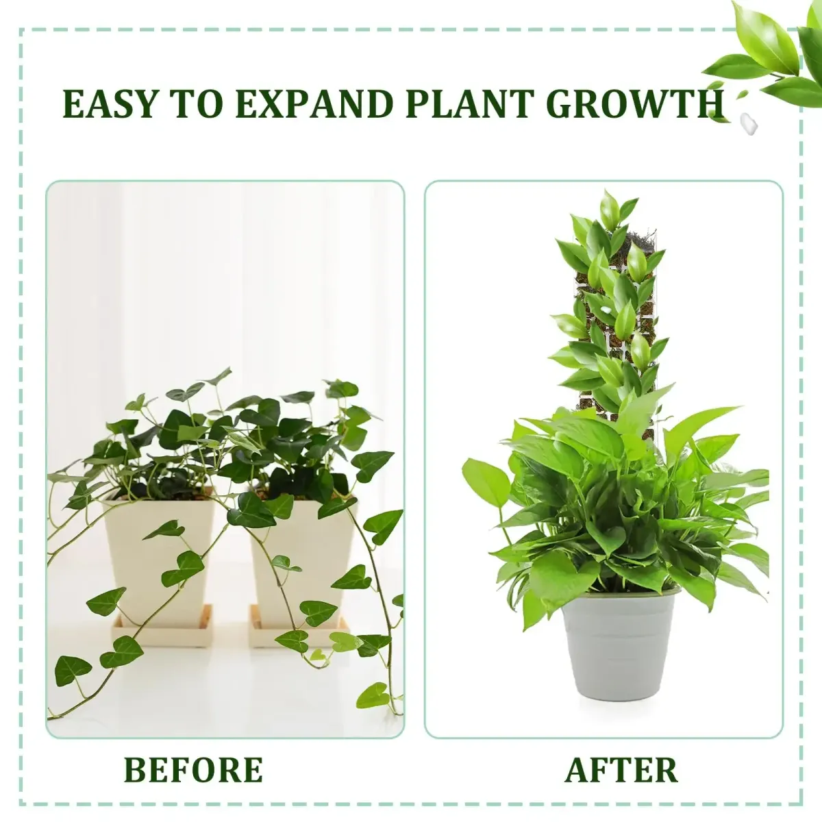 Indoor Climbing Plant Moss Pole Support - Transparent PVC Garden Guardian Tutor Stick for Vertical Growth, Root Observation, and Peat Moss Enhancement showcase 21