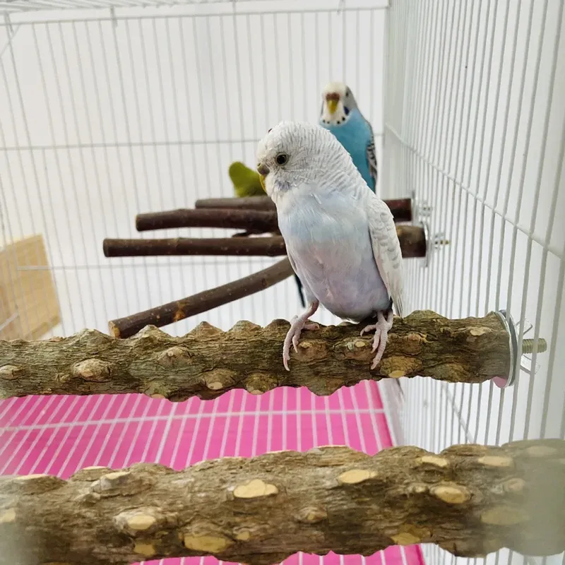 Durable Bird Perch Stand with Grinding Surface - Wooden Emery Claw & Beak Care Toy for Parrots & Cages - 10/15/20cm Sizes Available showcase 11