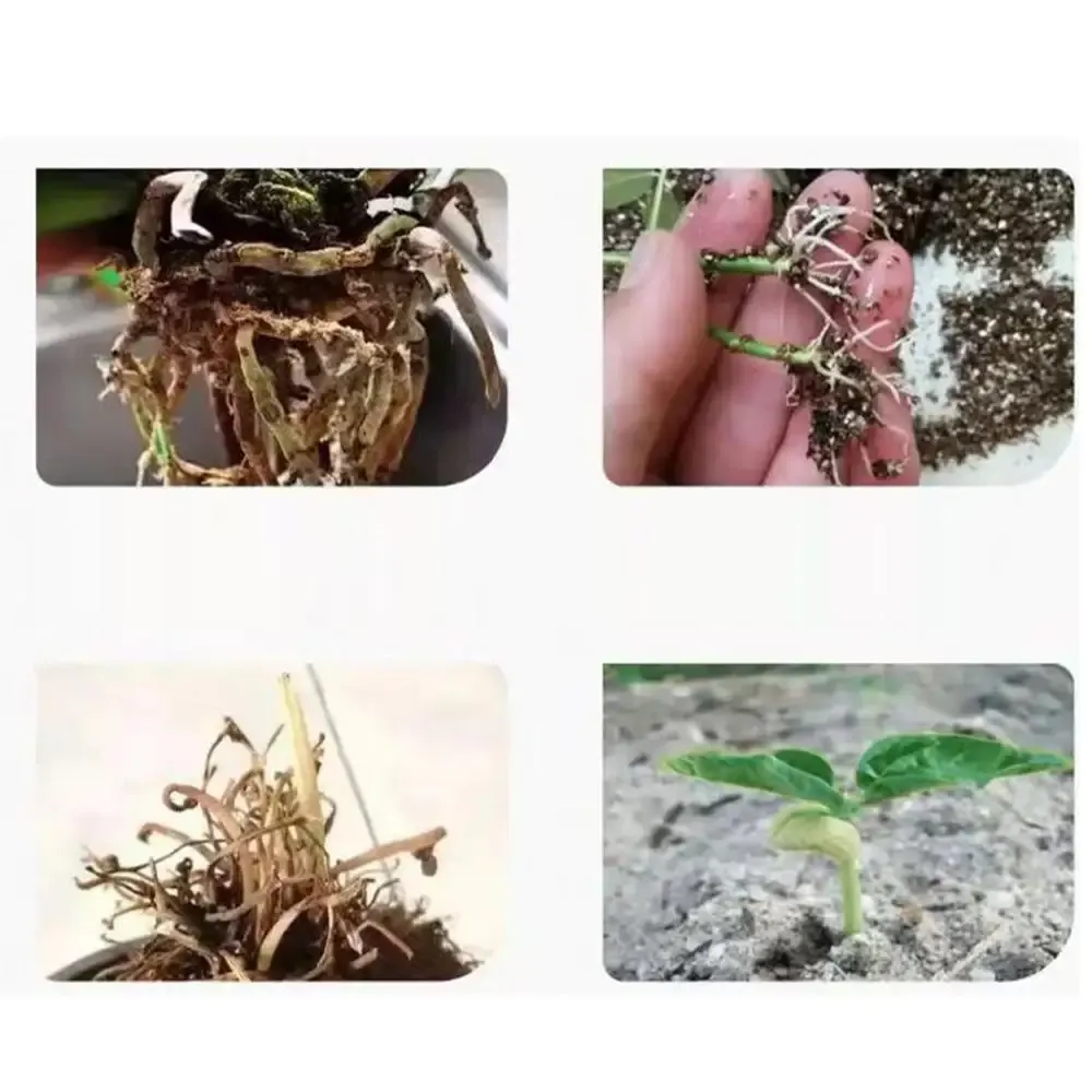 Fast Rooting Nutrient Liquid Stimulator for Plants - Rapid Root Growth Supplement, Strengthens Roots, Stems, Leaves, Enhances Nutrient Uptake - Garden Plant Care showcase 6